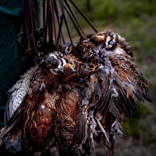 Bobwhite Quail Hunting Adventure In Venus