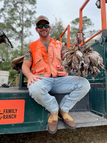 Bobwhite Quail Hunting Adventure In Venus