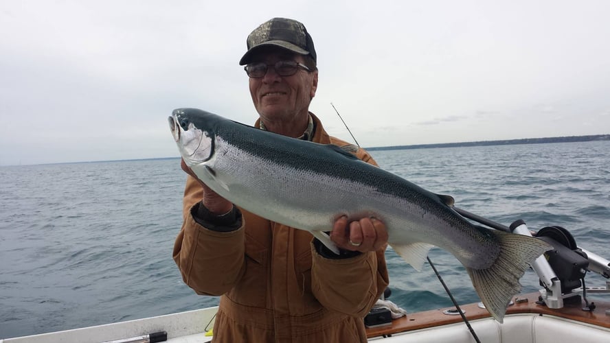 Weekday Salmon Run In Kenosha