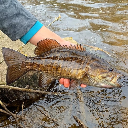 Warm Weather Smallmouths and Pike