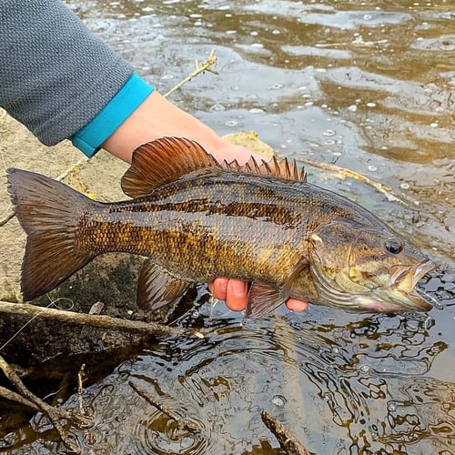 Warm Weather Smallmouths And Pike In Sheboygan Falls