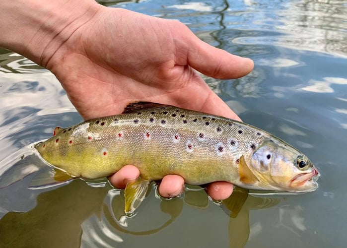 Warm Weather Smallmouths And Pike In Sheboygan Falls
