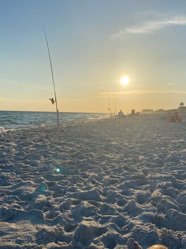 Surf Fishing In Panama City Beach