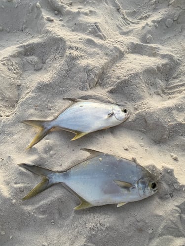 After Work/School Surf Fishing In Panama City Beach