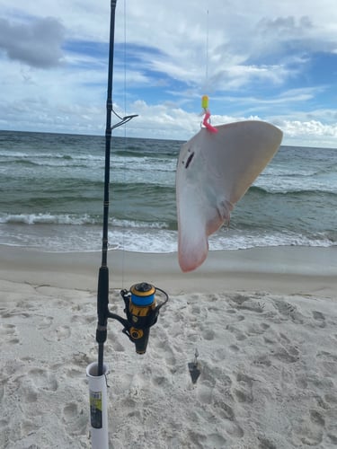 After Work/School Surf Fishing In Panama City Beach