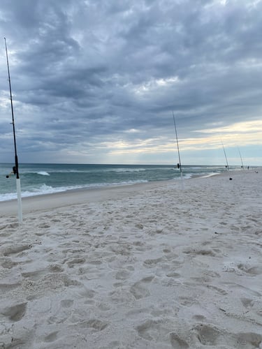 Surf Fishing In Panama City Beach