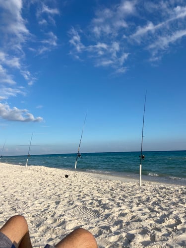 After Work/School Surf Fishing In Panama City Beach