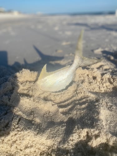 Surf Fishing In Panama City Beach