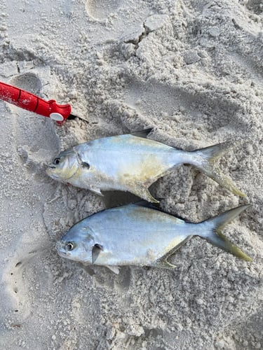 After Work/School Surf Fishing In Panama City Beach