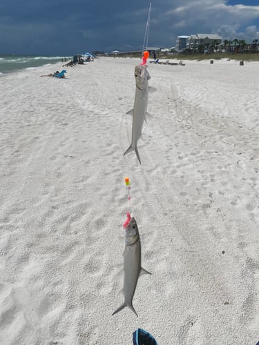 Surf Fishing In Panama City Beach