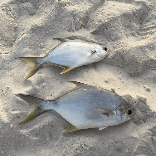 Surf Fishing In Panama City Beach