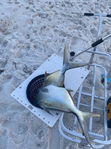 After Work/School Surf Fishing In Panama City Beach