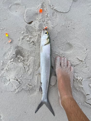 Surf Fishing In Panama City Beach