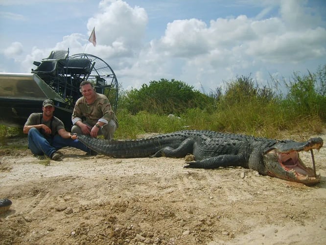 Florida Gator Takedown- 7' In Okeechobee