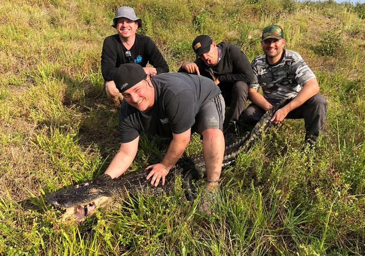 Florida Gator Takedown- 13'+ In Okeechobee