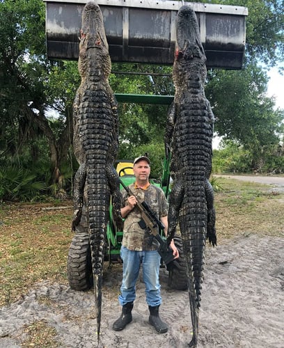 Florida Gator Takedown- 7' In Okeechobee