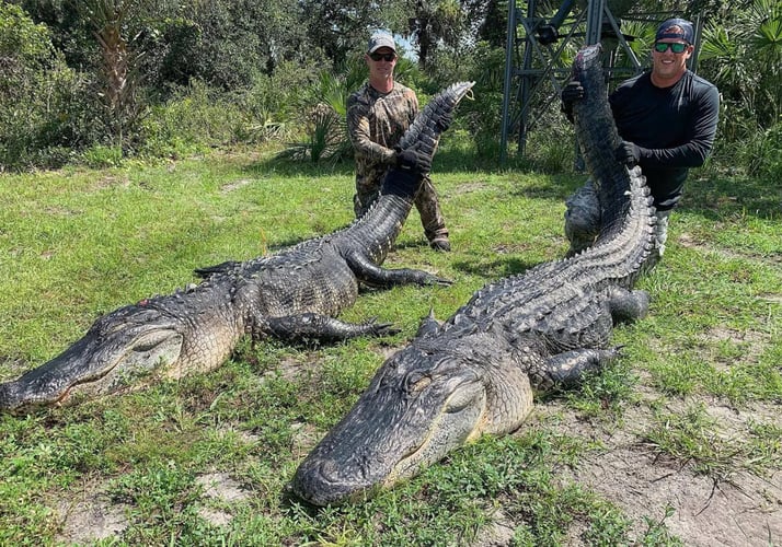 Florida Gator Takedown- 7' In Okeechobee