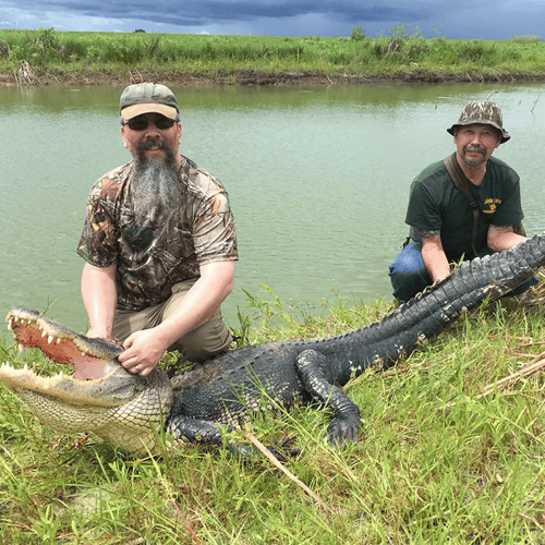 Florida Gator Takedown- 9' In Okeechobee