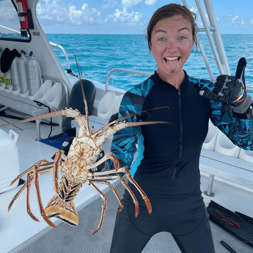 Lobster Diving Miami In Miami