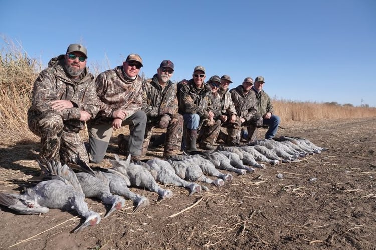 Sandhill Crane Takedown With Lodging In Lubbock