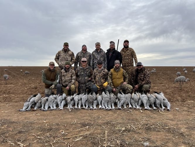 Sandhill Crane Takedown With Lodging In Lubbock