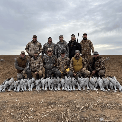 Sandhill Crane Takedown With Lodging In Lubbock