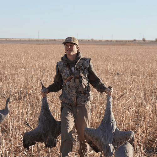 Sandhill Crane Takedown With Lodging In Lubbock