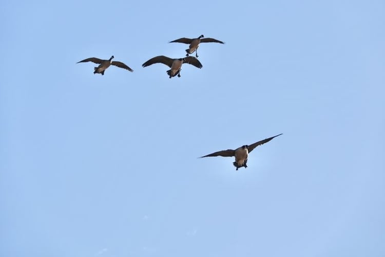 Texas Goose Adventure In Lubbock