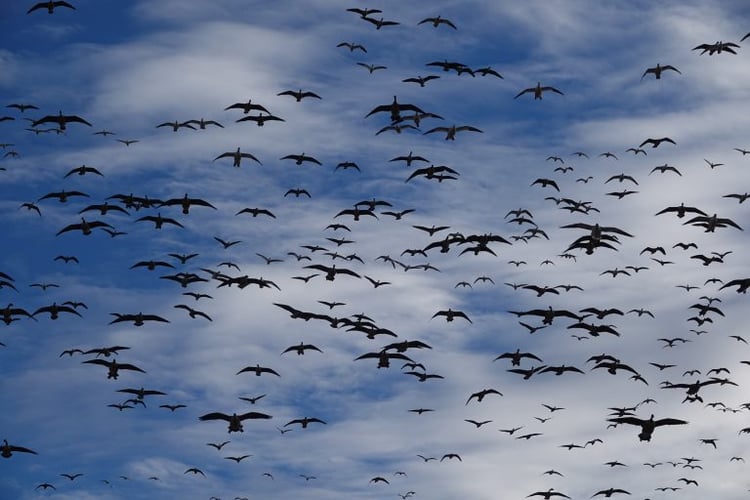 Texas Goose Adventure In Lubbock