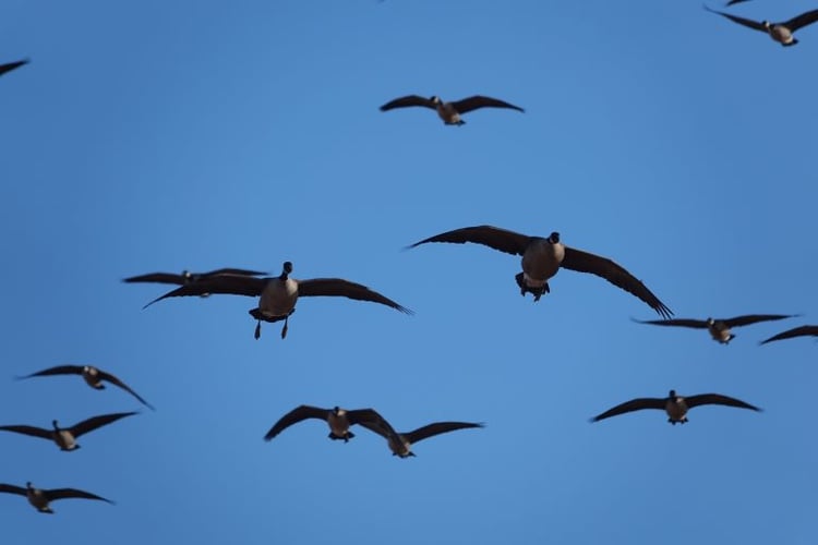 Texas Goose Adventure In Lubbock