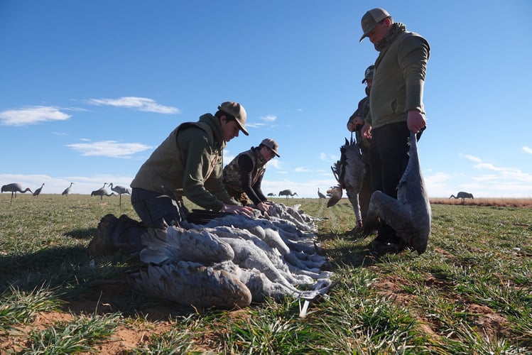 Texas Goose Adventure With Lodging In Lubbock