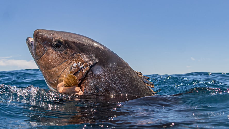 Spearfishing Baja In Cabo San Lucas