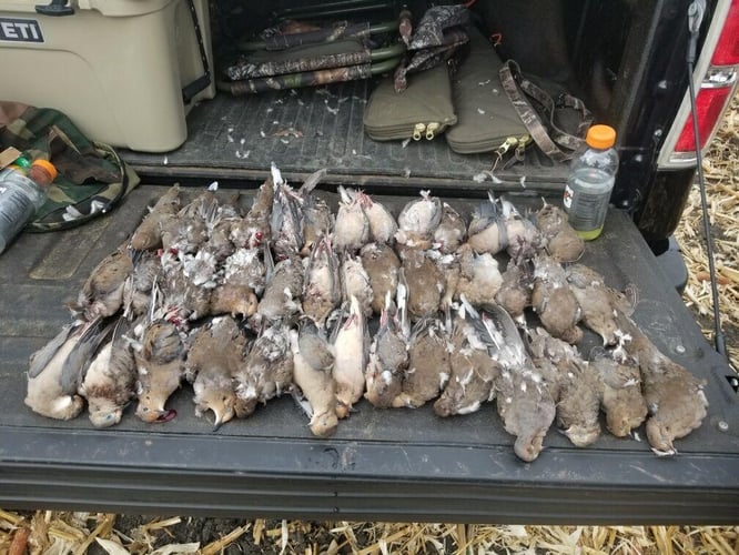 Central Texas Dove Hunt In Manor