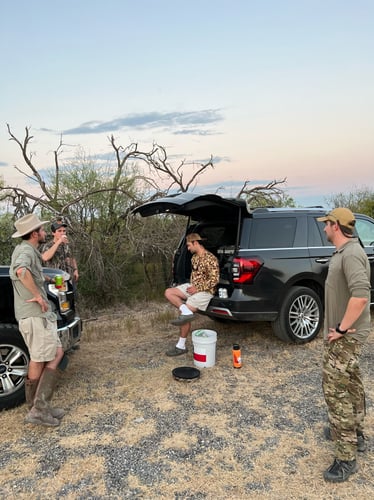 Central Texas Dove Hunt In Manor