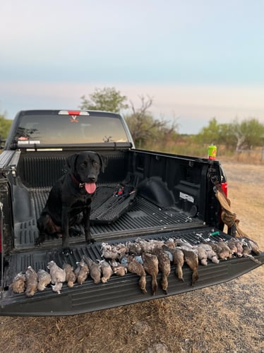 Central Texas Dove Hunt In Manor