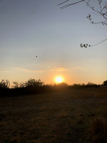 Central Texas Dove Hunt In Manor