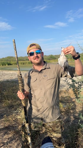 Central Texas Dove Hunt In Manor