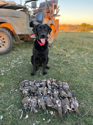 Central Texas Dove Hunt In Manor