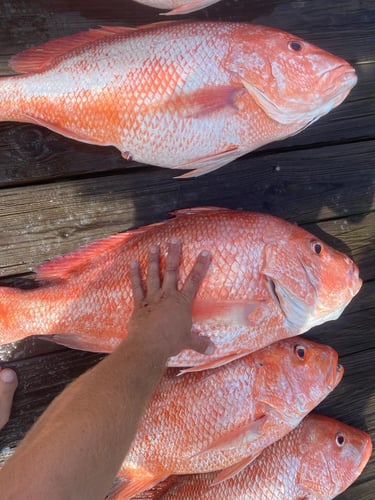 Half And Full Day Offshore In Corpus Christi