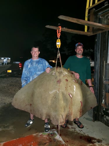 Trophy Giant Butterfly Ray Bowfishing In Ocean Pines