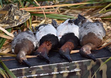 Lake Seminole Duck Hunts In Sneads
