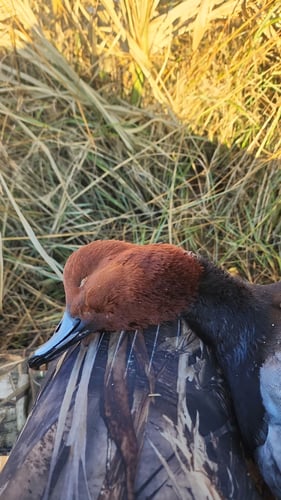 Coastal Duck Hunt Fun! In Saint Marks