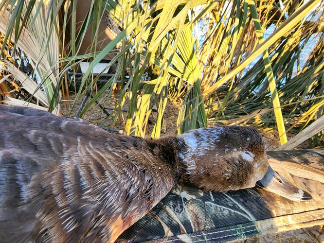 Coastal Duck Hunt Fun! In Saint Marks