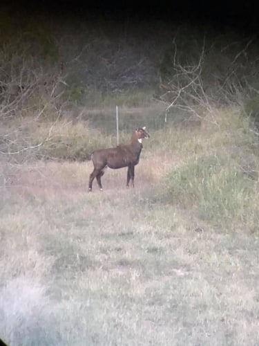 South Texas Nilgai Hunts In La Joya