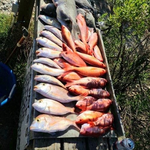 Laid Back Trolling And Bottom Fishing In Dauphin Island