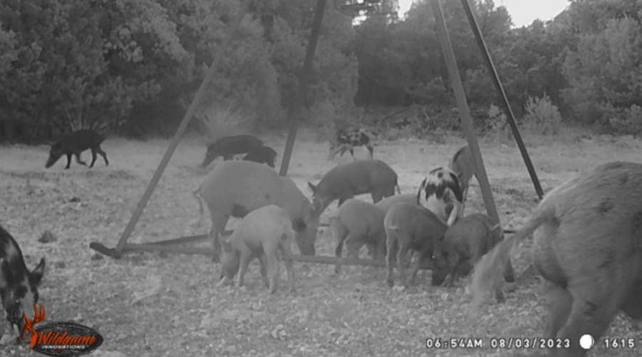 Hog Hunting The Hill County In Leakey