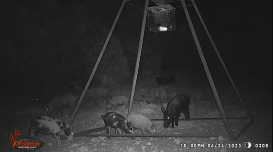 Hog Hunting The Hill County In Leakey