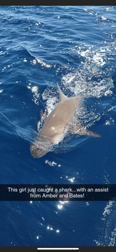 Offshore Shark Trips In Key Largo