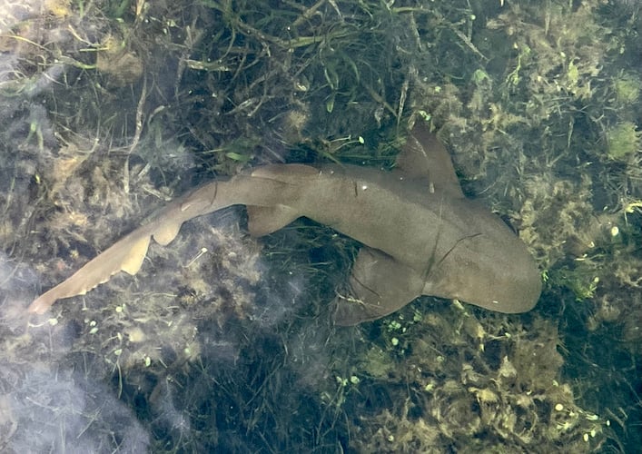 Offshore Shark Trips In Key Largo