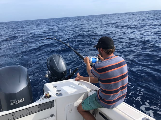 Rincon Blue Marlin Fishing In Rincon